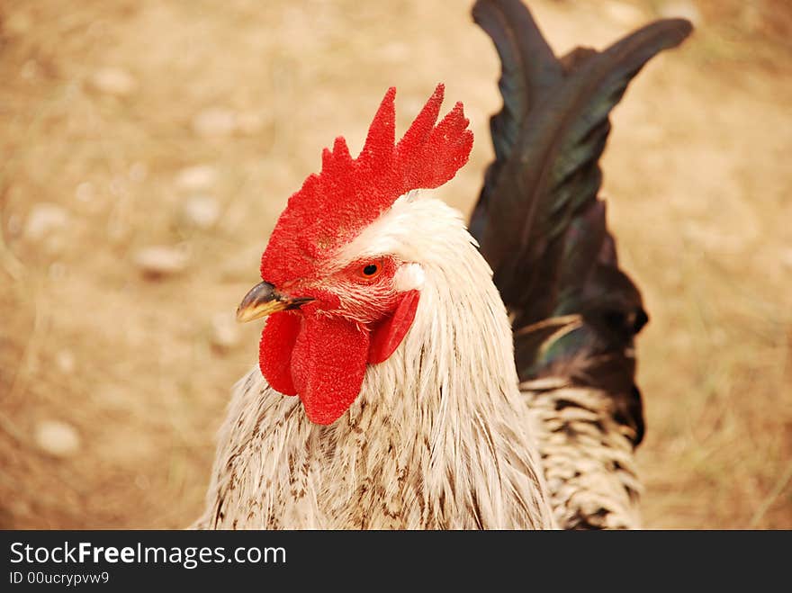 A close up of a red rooster. A close up of a red rooster