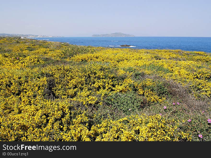 Yellow flowers in a meadow at the shore of mediterranean sea in Crete. Yellow flowers in a meadow at the shore of mediterranean sea in Crete