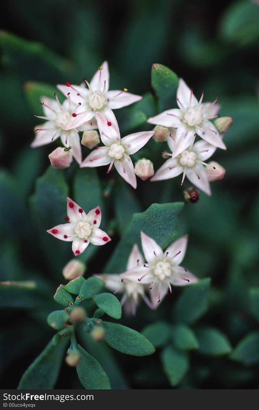 wild flowers, a plant of Crassulaceae family