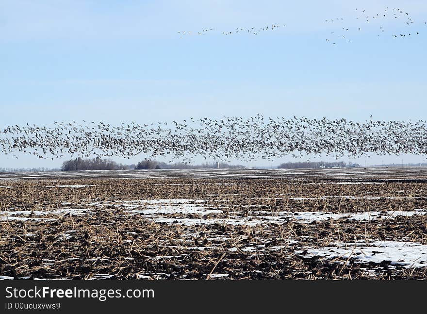 Snow Geese Fly