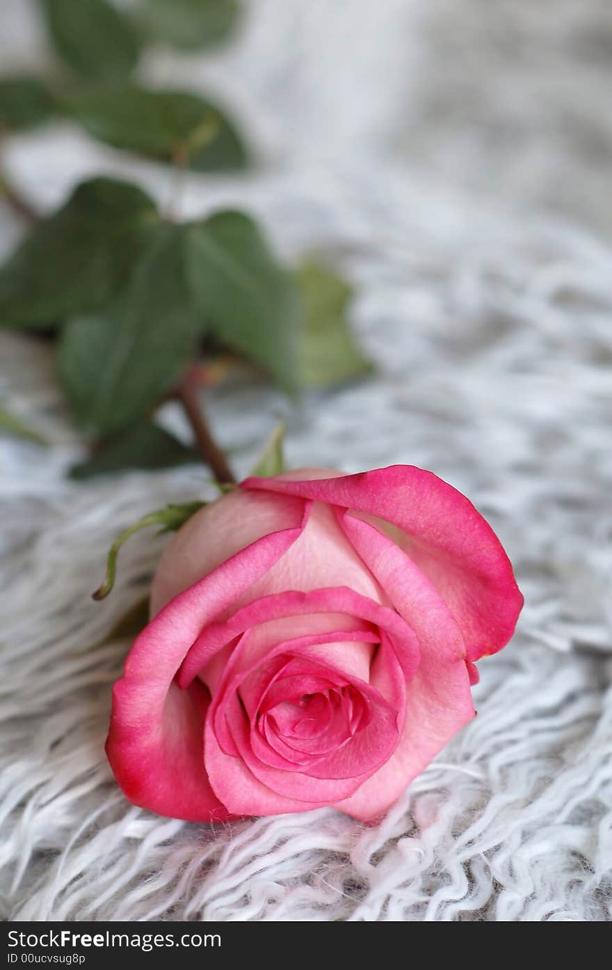 The beautiful pink rose, close-up