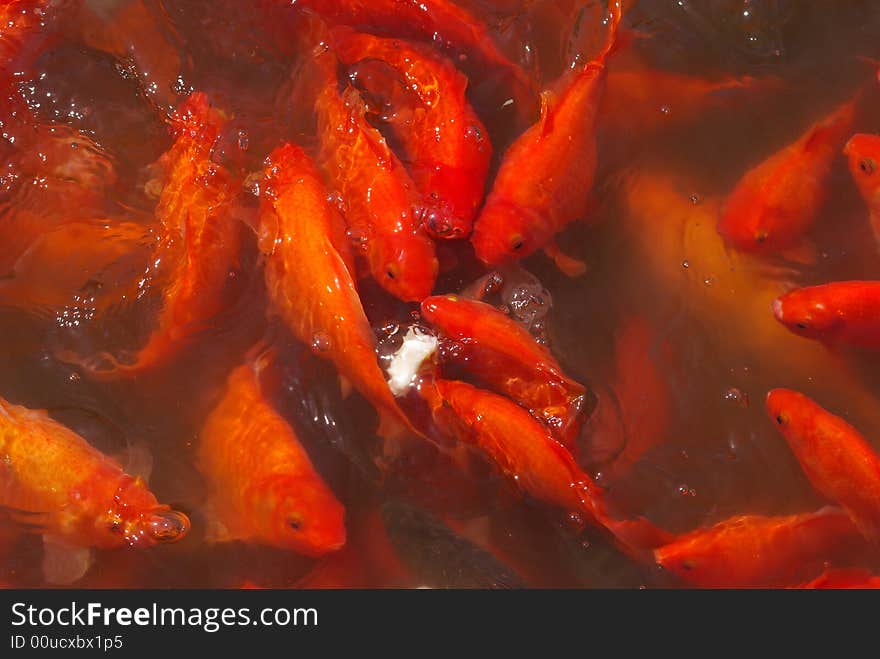 Feeding Red Koi