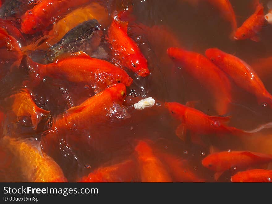 Feeding  Red   Koi