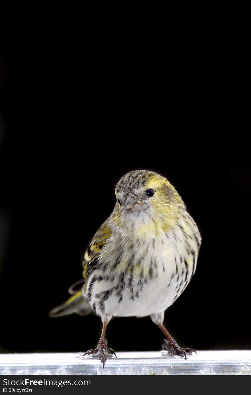 Female siskin on branch isolated over black