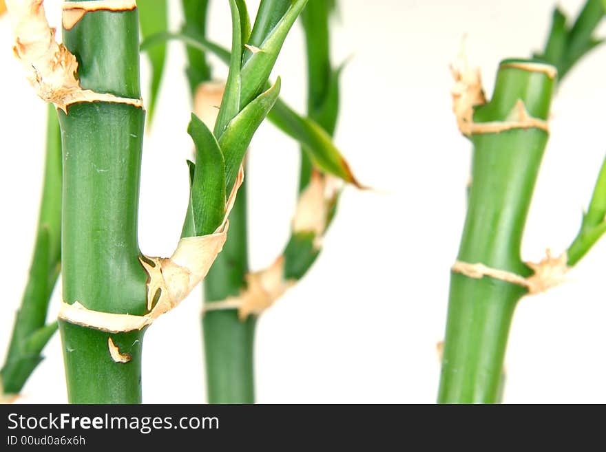 Green fresh bamboo isolated on the white