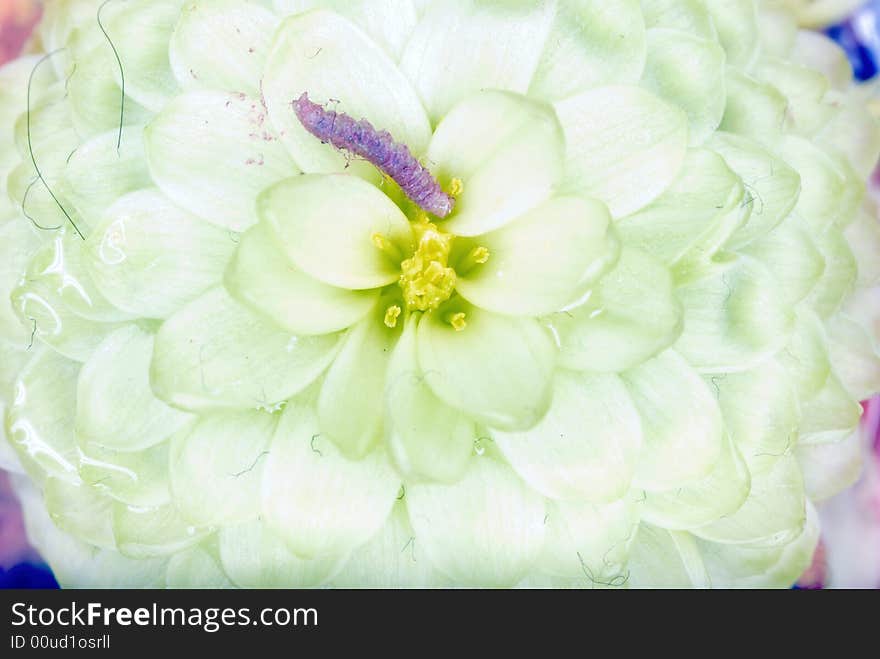 Early spring flowers and a flower. Early spring flowers and a flower