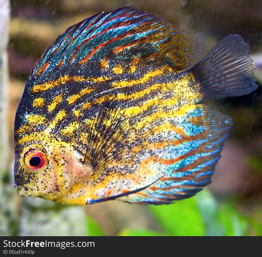 Portrait of nice aquarium fish. Portrait of nice aquarium fish