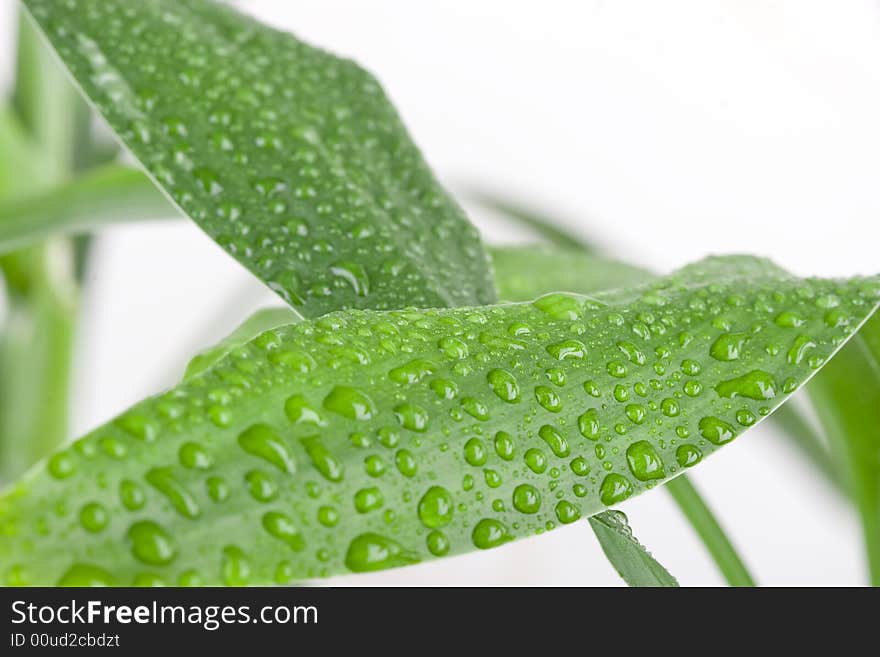 Close-up of fresh green bamboo leaf with drops of dew