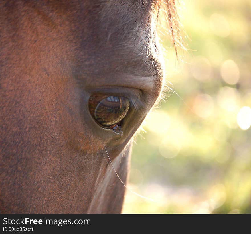 Brown horse eye, dreaming in the sunlight