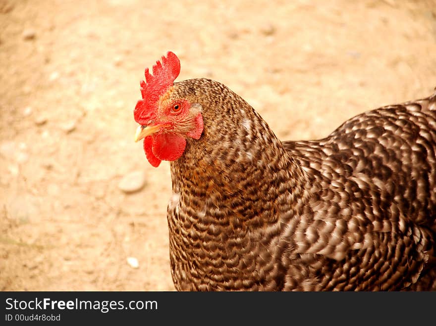 Hen