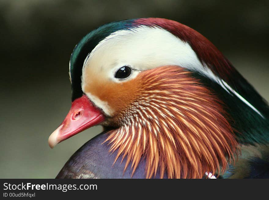 Mandarin Duck