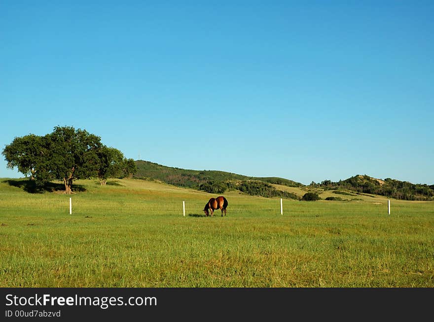 Grassland beautiful under the blue sky and white cloud