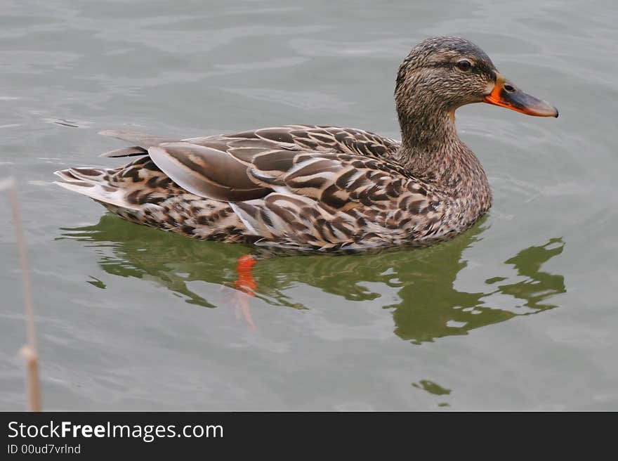 Mallard