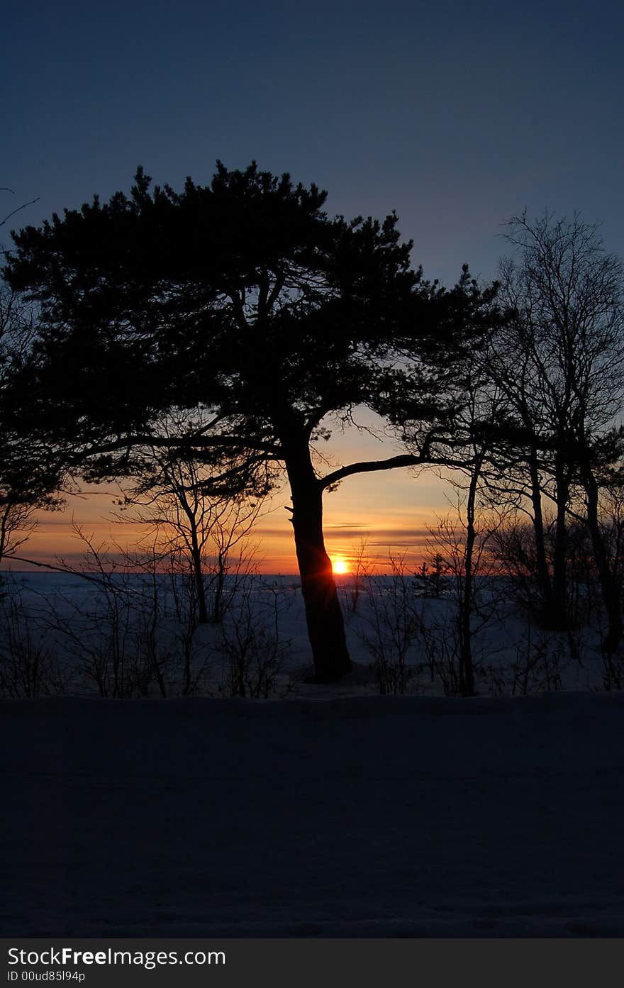 Silhouette of a lonely tree on a background of a decline. Silhouette of a lonely tree on a background of a decline