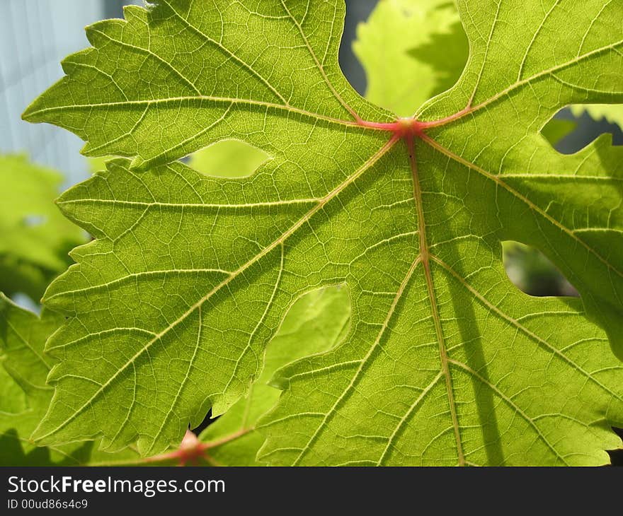 Leaf of e grape plant in bright sun light with the nerv viseble. Leaf of e grape plant in bright sun light with the nerv viseble