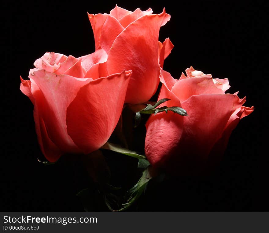 Flowers on a black bacground. Flowers on a black bacground