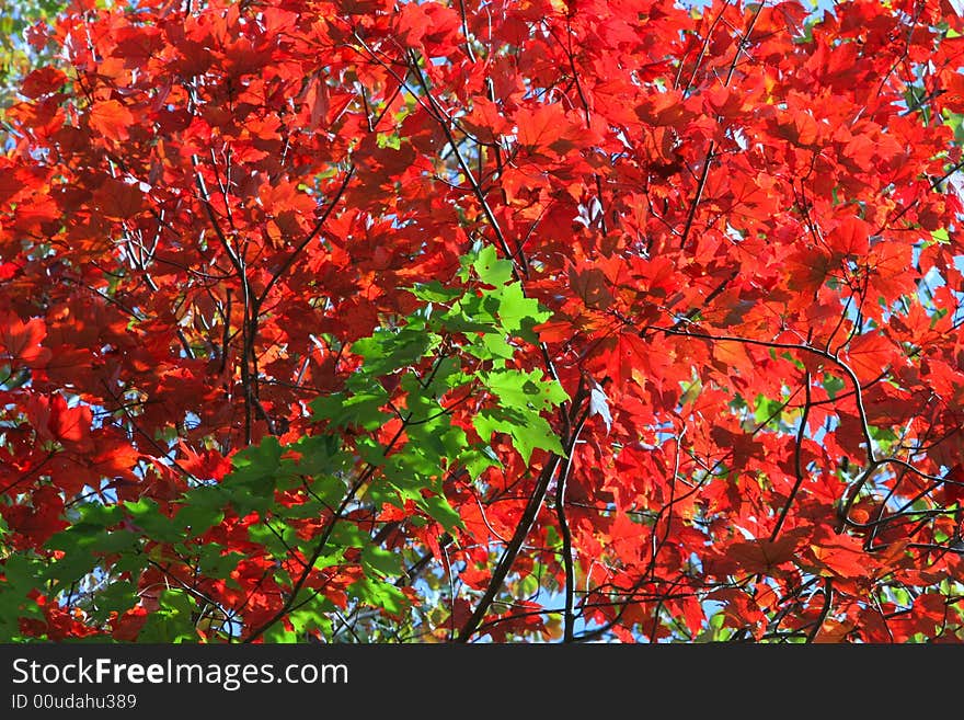 Bright Red Leaves form a Colorful background to vibrant Green Foliage. Bright Red Leaves form a Colorful background to vibrant Green Foliage