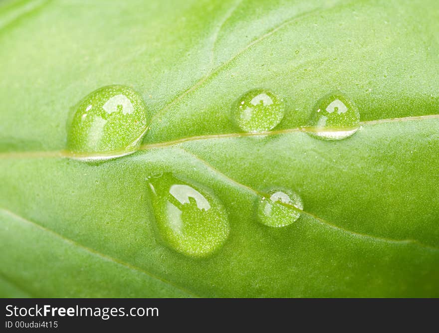 Basil leaf