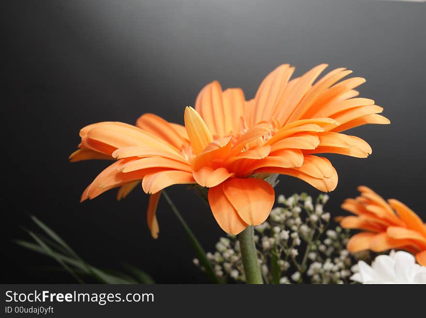 Flowers on a black bacground. Flowers on a black bacground