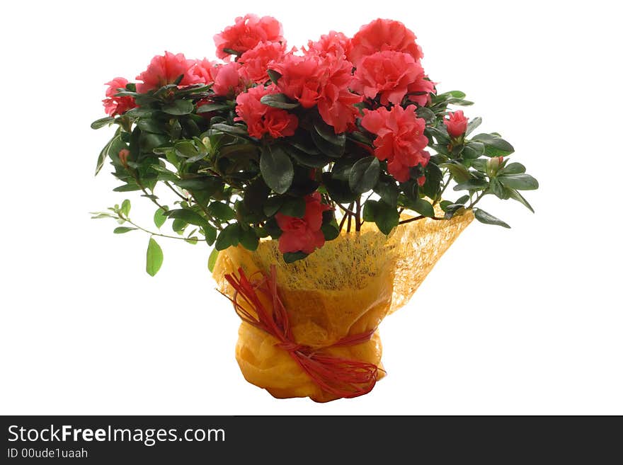 Bunch of flowers isolated over white background.