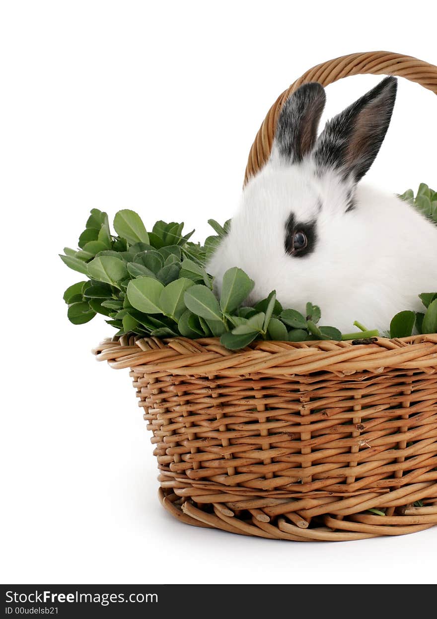 Cute bunny in a basket on white background