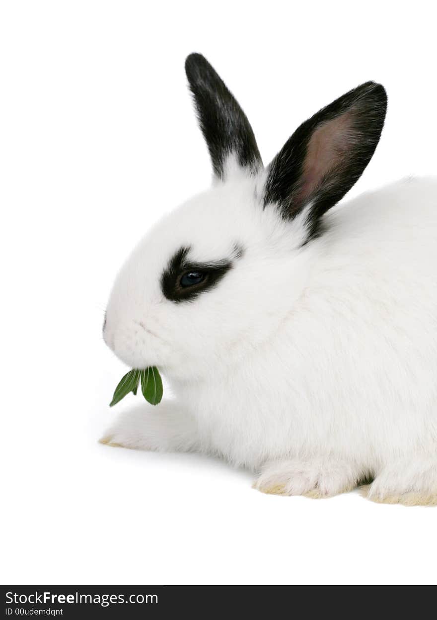 Close up portrait of  cute bunny isolated on white