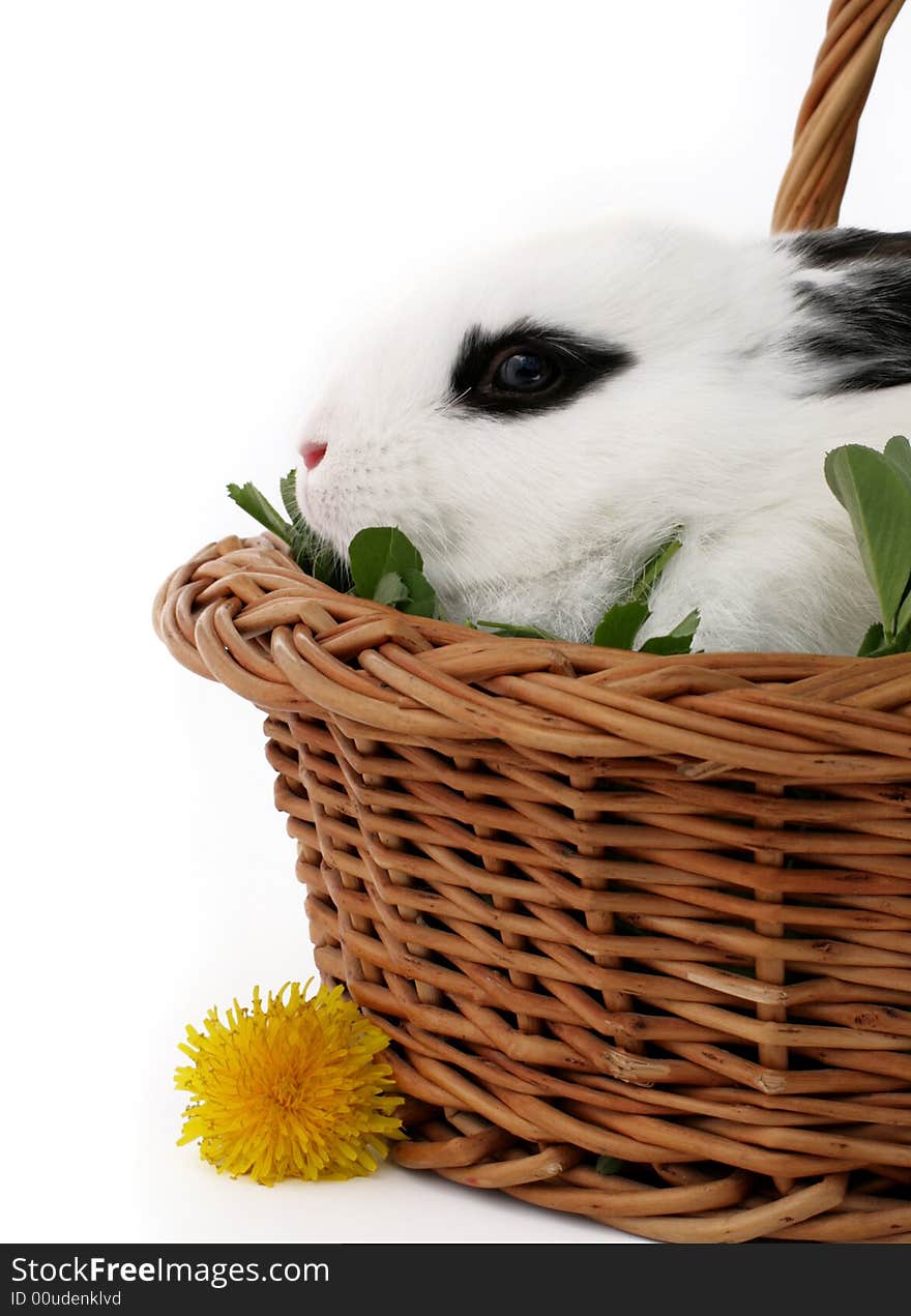 Close up portrait of cute bunny in a basket