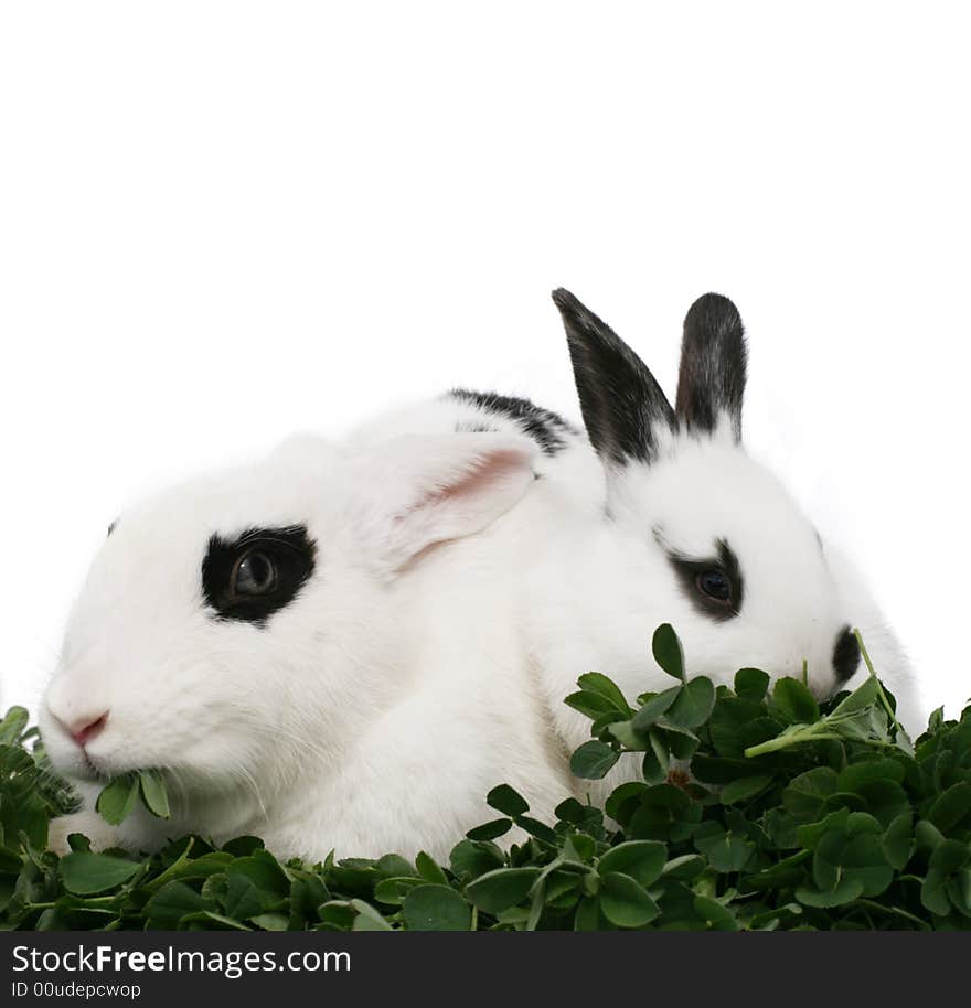 Close up portrait of two bunnies on white background