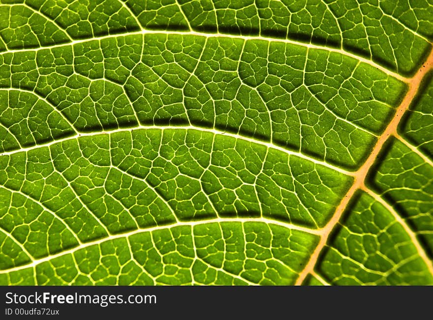 Green leaf with nice veins close up. Green leaf with nice veins close up