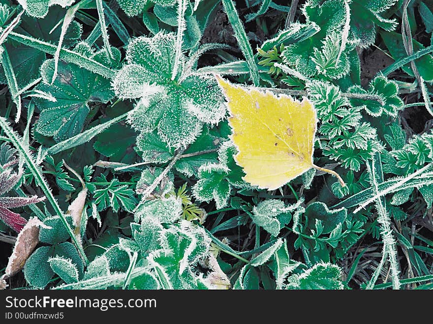 Yellow leaf of birch on background of grass.