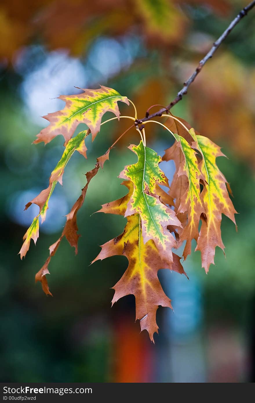 Autumn Leafs