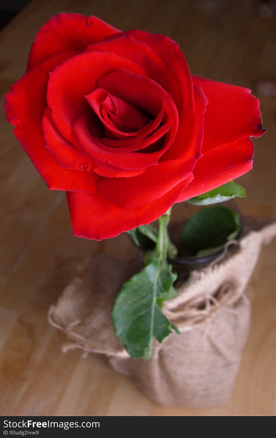 Close up on a beautiful bright red rose standing in a vase wrapped in brown fabric. The rose bloom is in focus, with the stem and vase defocused. Vertical orientation.