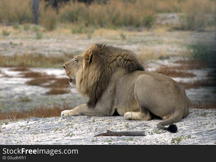 Lion is waiting for his brother - South Africa