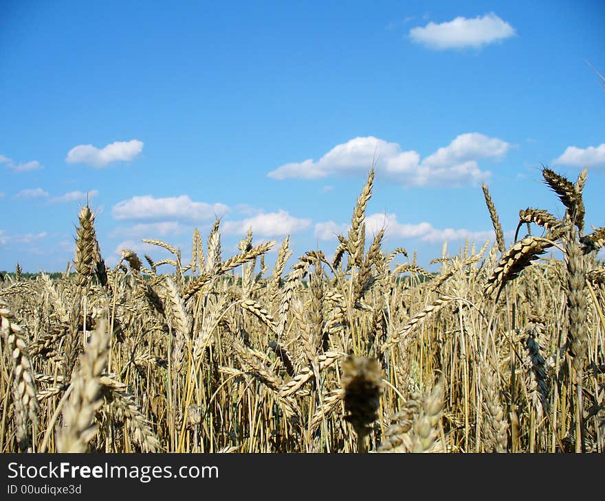 Wheat Field