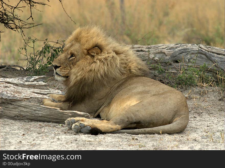 Lion liing next to the bush - South Africa