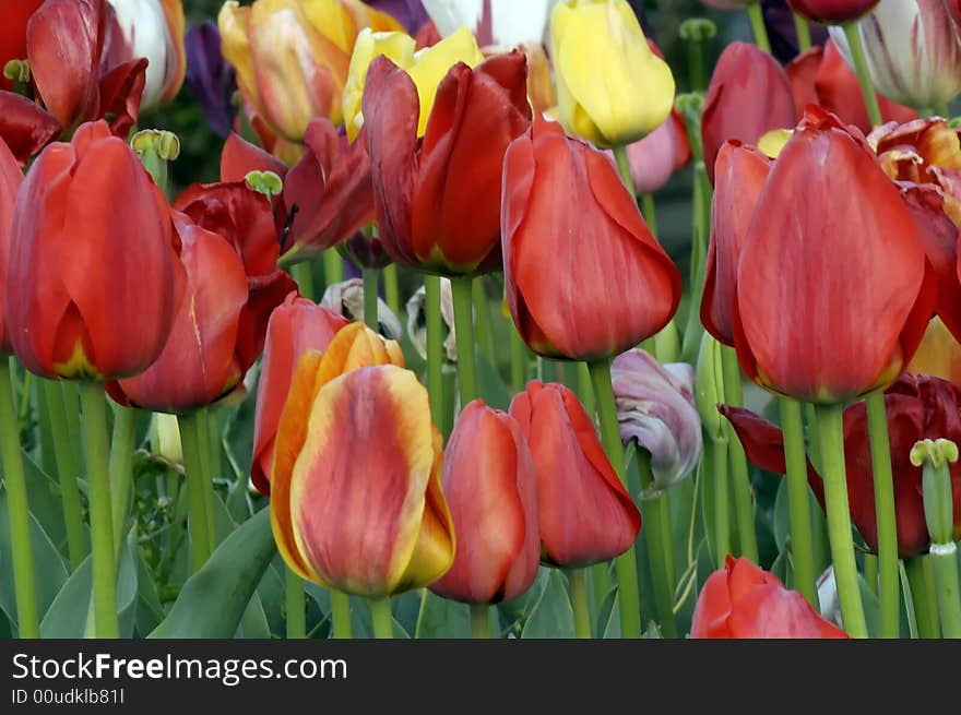 Close-up of Tulips In Home Garden. Close-up of Tulips In Home Garden