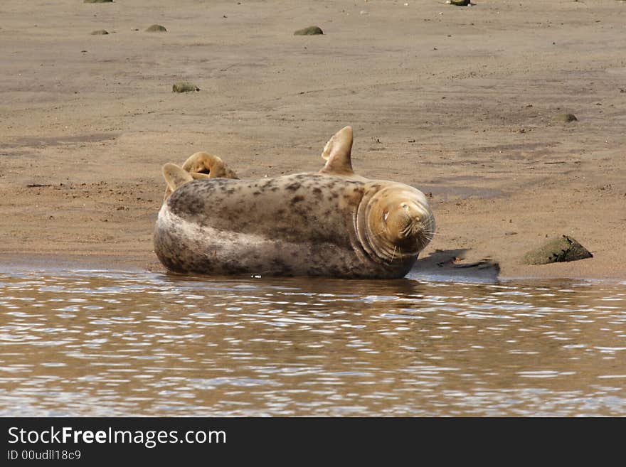 Common seal in the River Don, Aberdeen