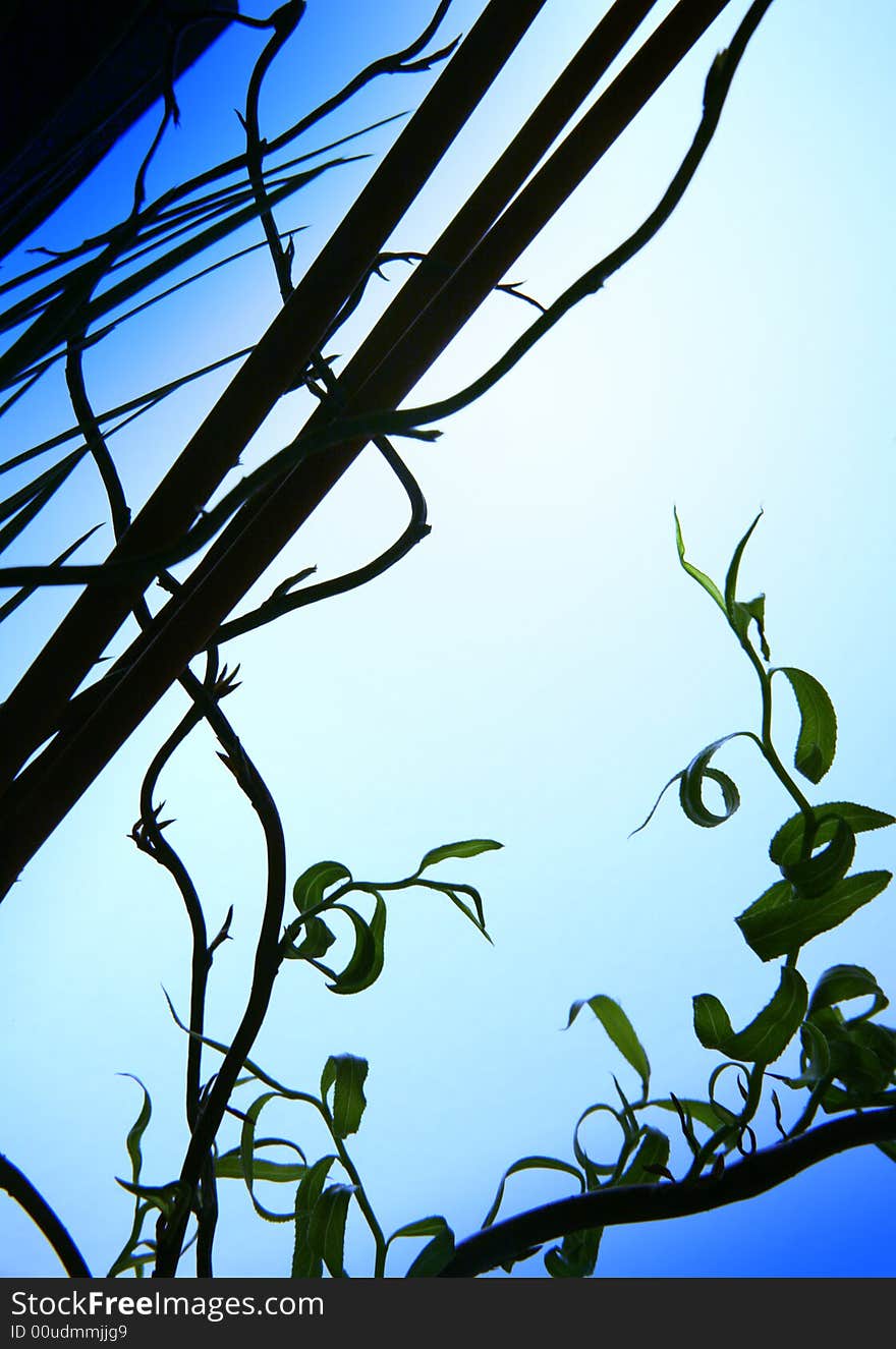 Close up of the first spring leaves. Close up of the first spring leaves