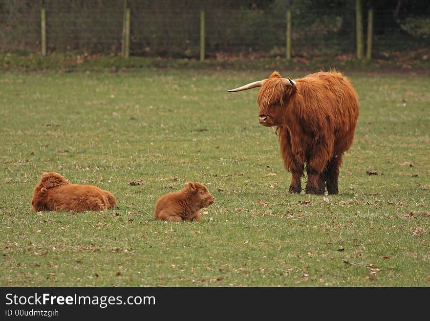 A Highland Cow family, Glamis Castle, Scotland