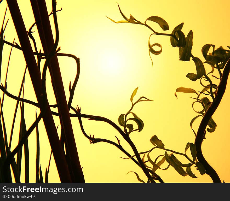 Close up of the first spring leaves. Close up of the first spring leaves