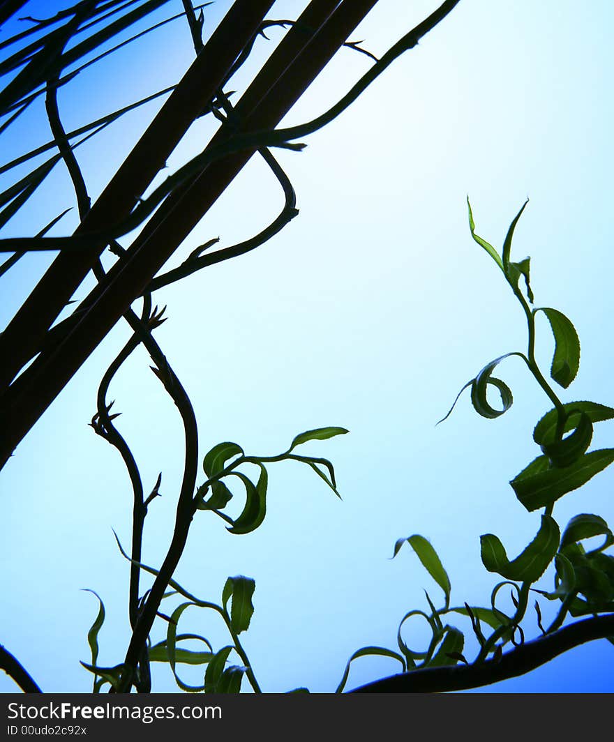 Close up of the first spring leaves. Close up of the first spring leaves