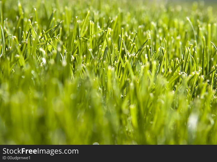 Close up shot of green grass field - selective focus