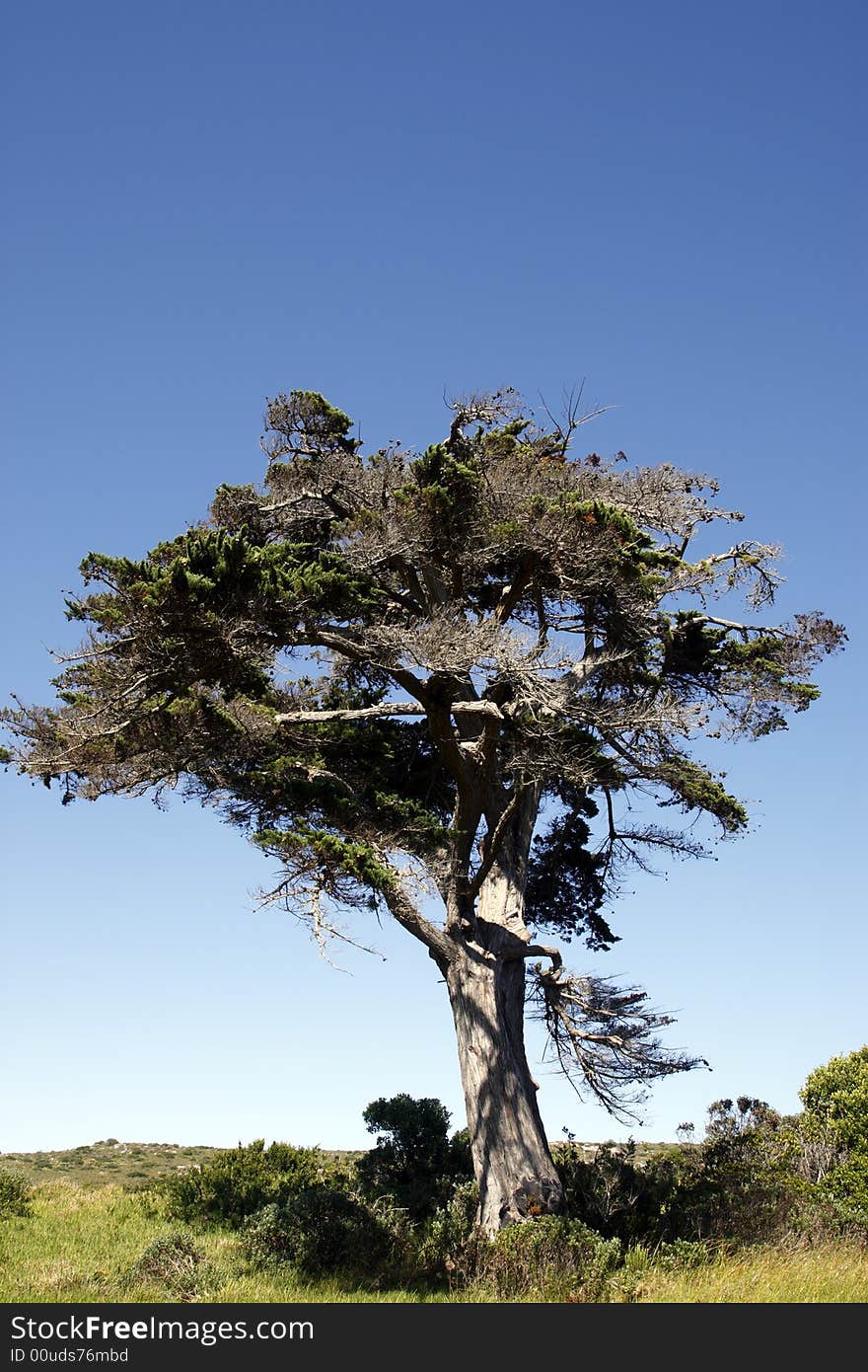 African tree within the table mountain national park near the cape of good hope cape town western cape province south africa