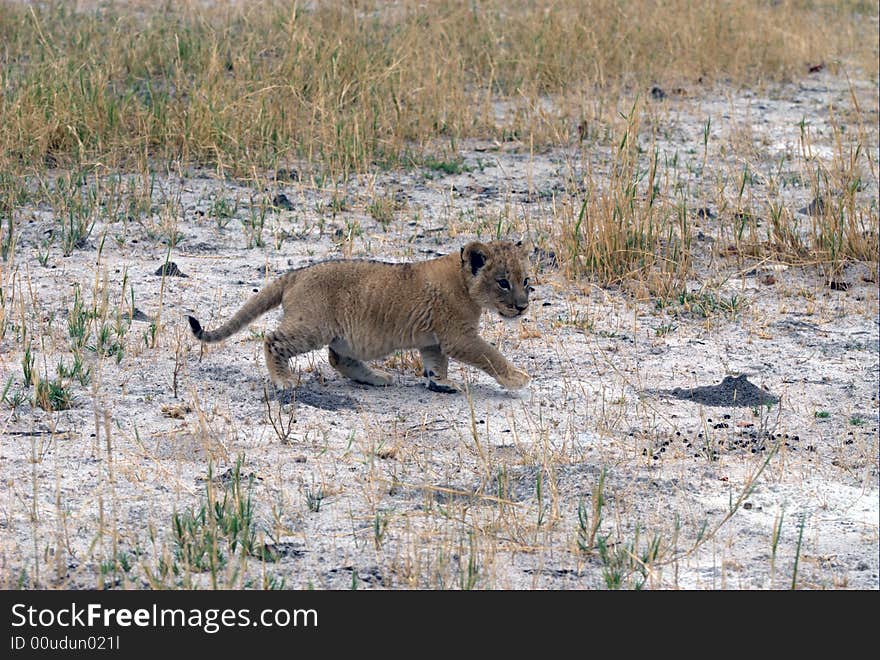 Lion child looking for its mama - South Africa. Lion child looking for its mama - South Africa