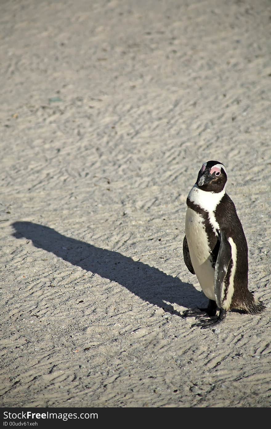 Penguins at Boulders Beach, Capetown, South Africa