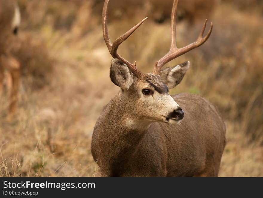 A buck in the wild side profile. A buck in the wild side profile.