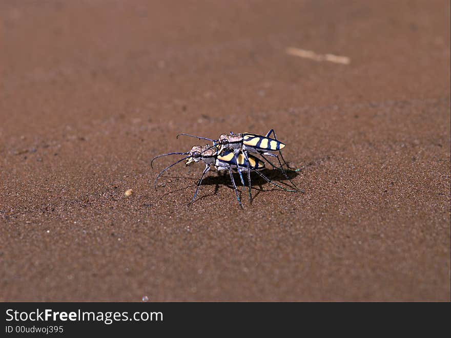 Afternoon insect matters - South Africa