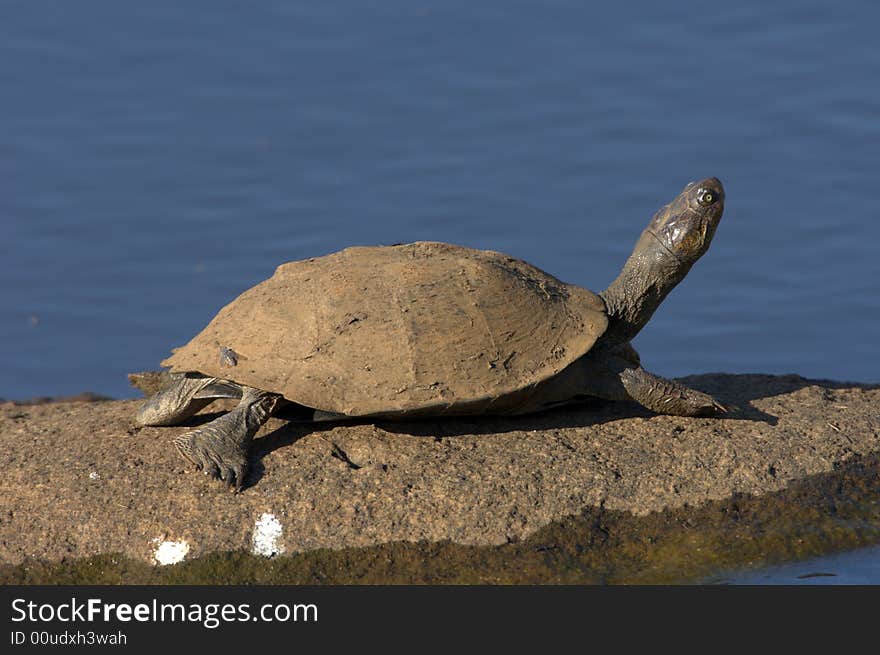 Turtle on the rock - South Africa. Turtle on the rock - South Africa