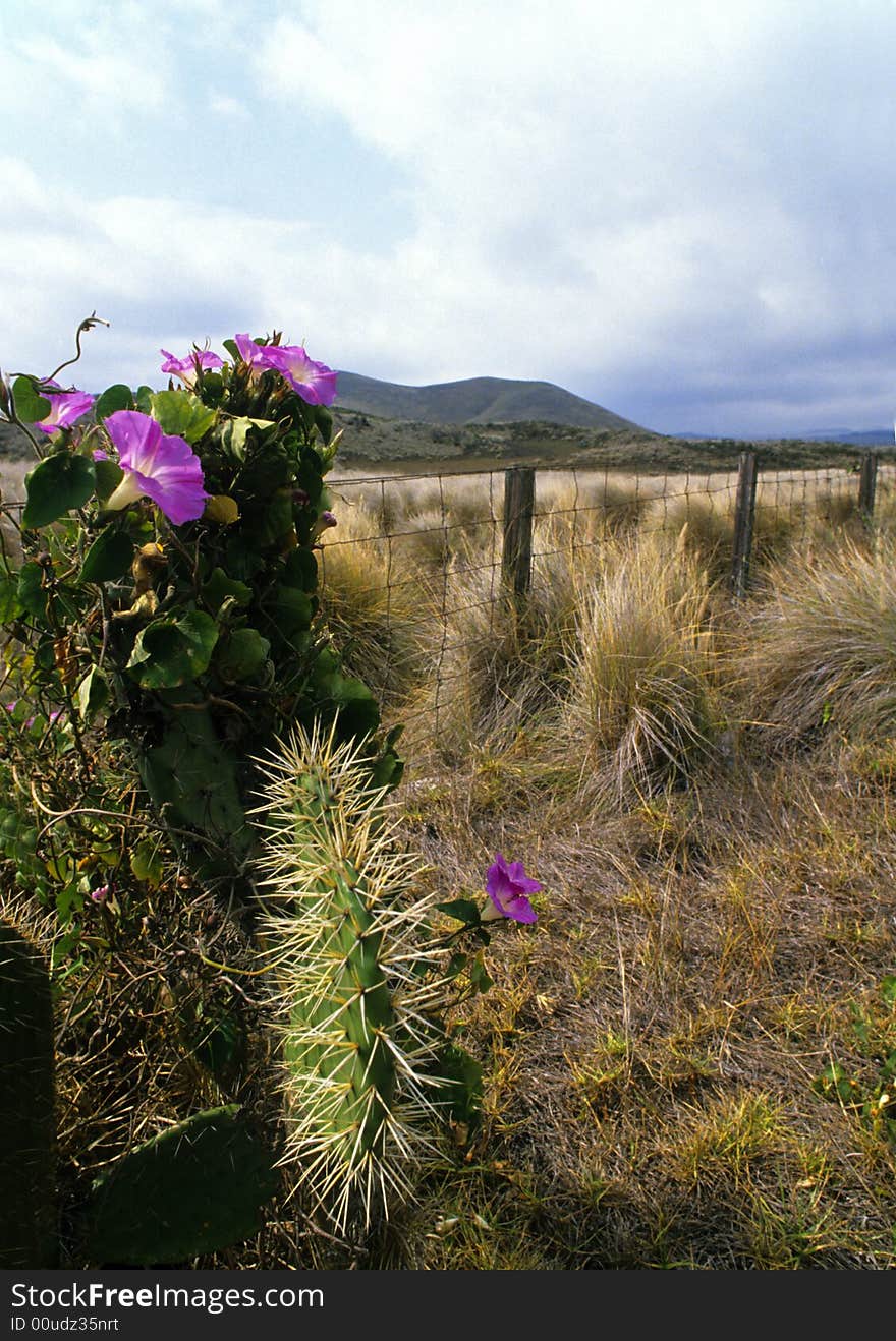 Wimea Hawaii