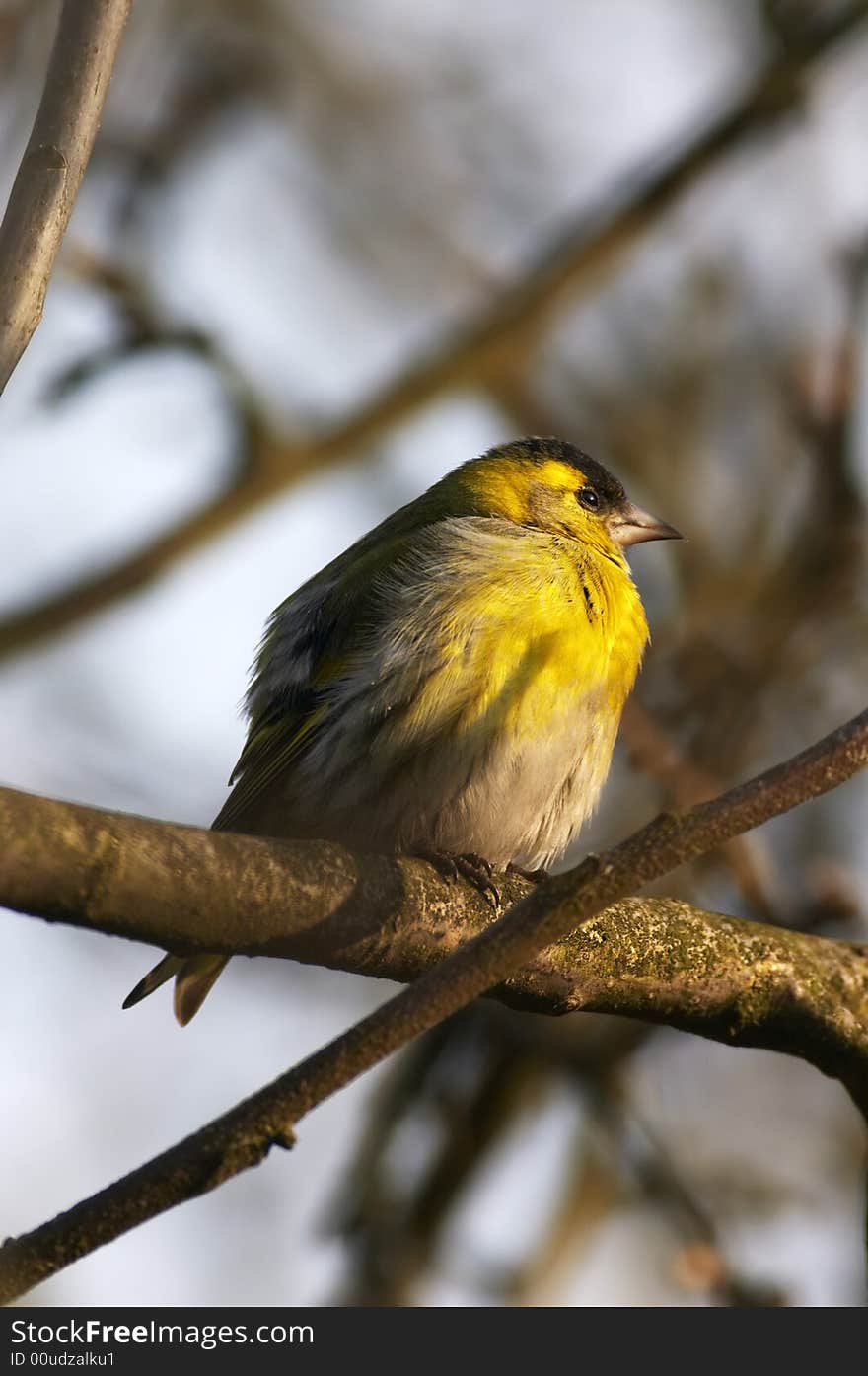 Siskin